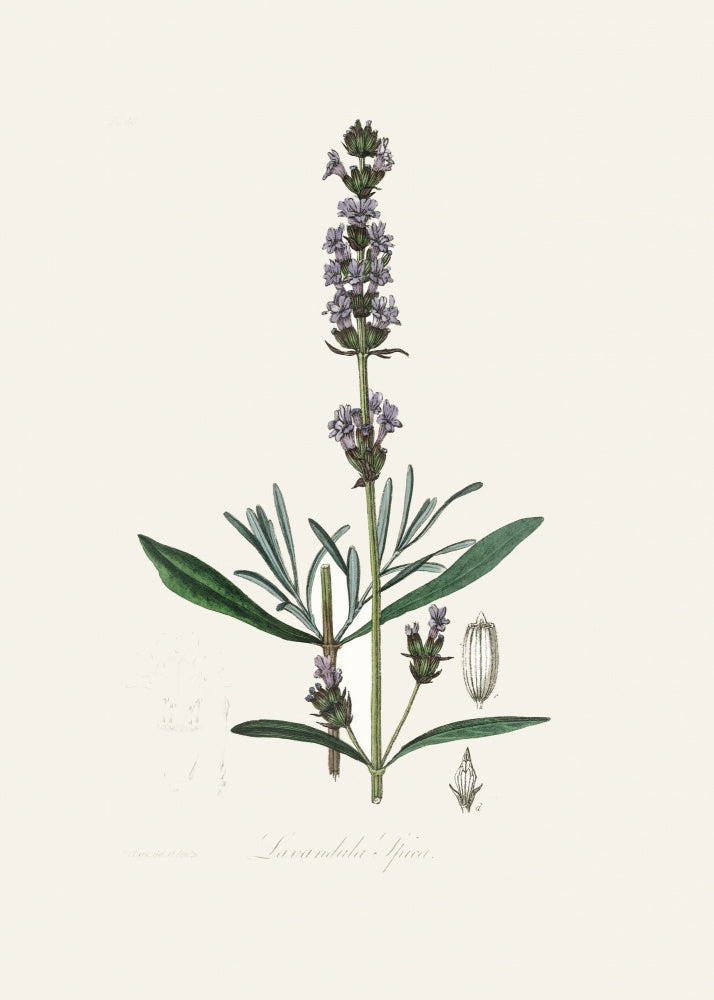 Lavender (lavandula Ipica) Medical Botany | Canvas