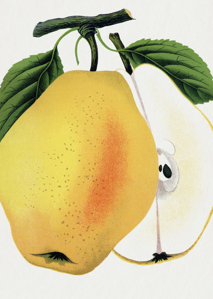 Kiefer's Hybrid Pear Lithograph | Canvas