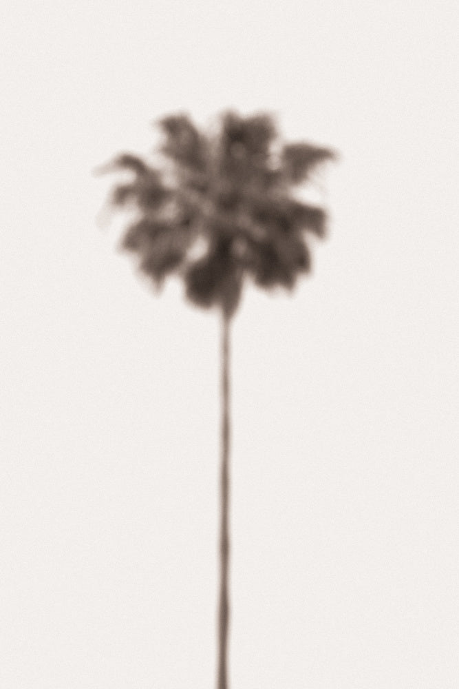Blurred Palm Tree | Poster