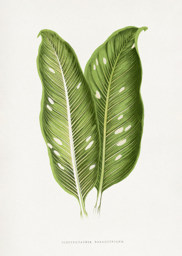 Green Dieffenbachia Baraquiniana Leaf Illustration | Canvas
