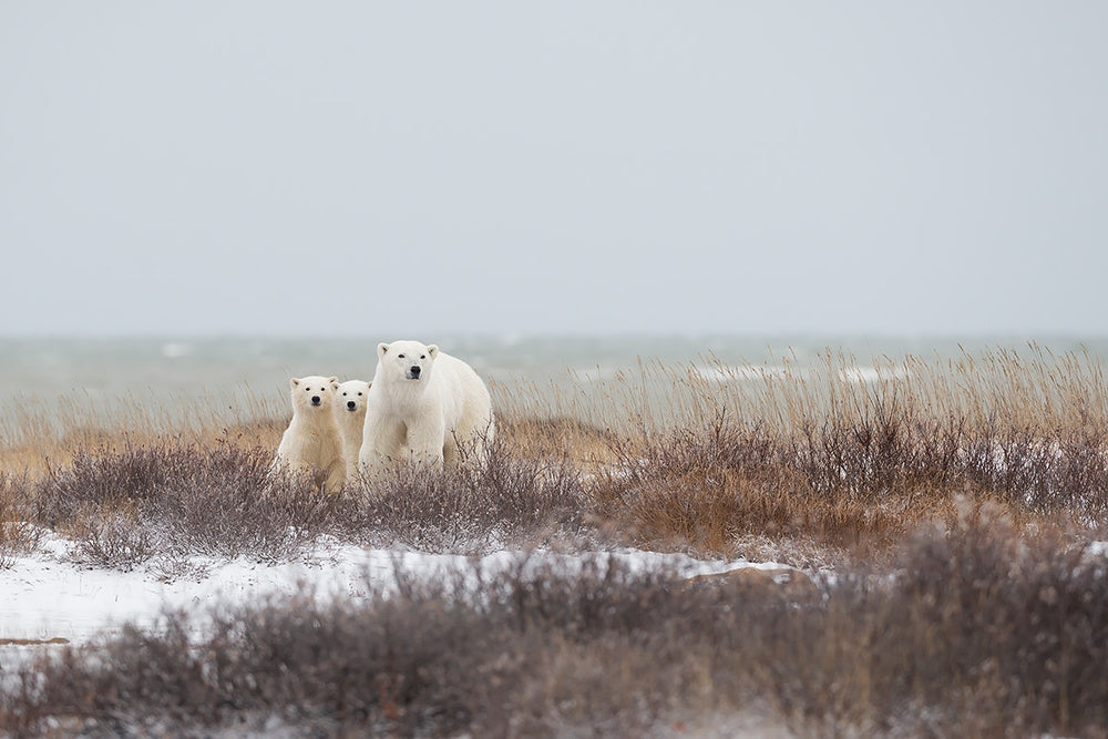 Polar Bear Family Winter | Poster