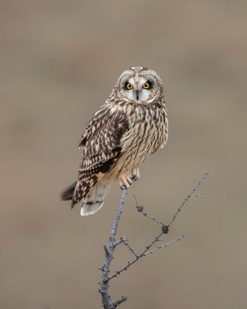 Watchful Short-eared Owl | Poster