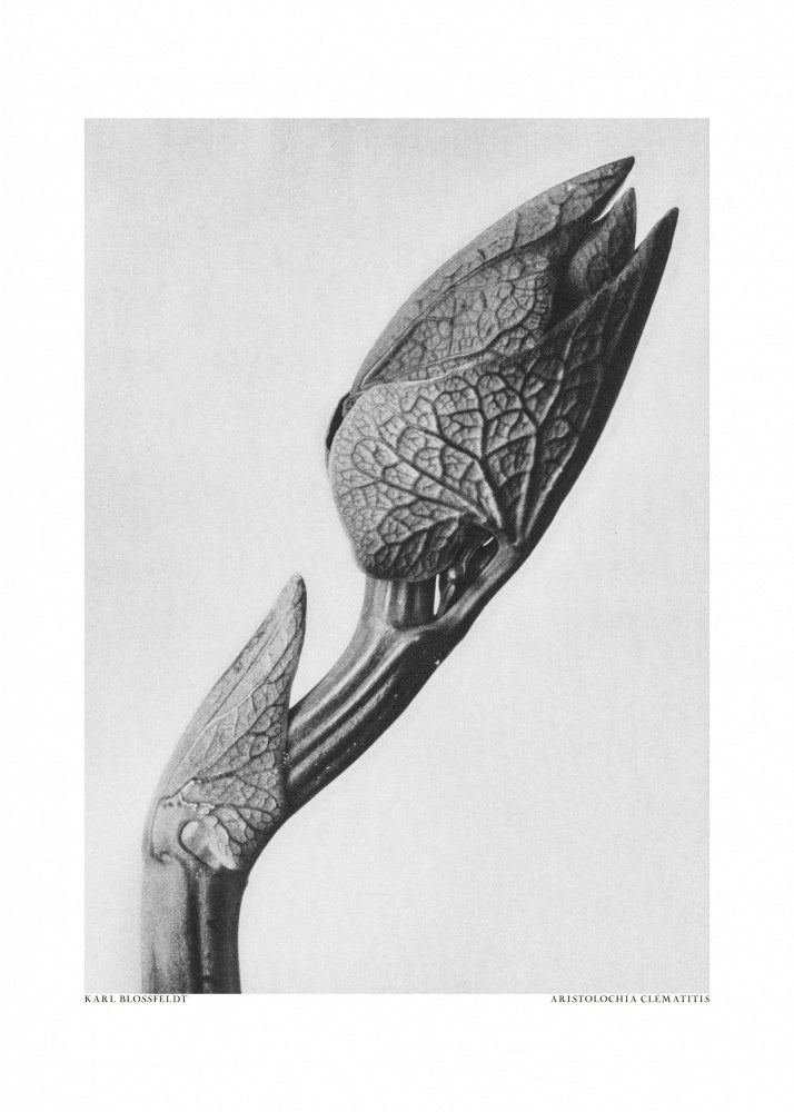 Aristolochia clematitis | Canvas