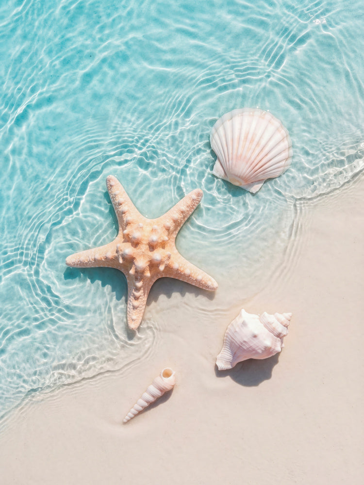 Starfish Seashells Shoreline | Poster