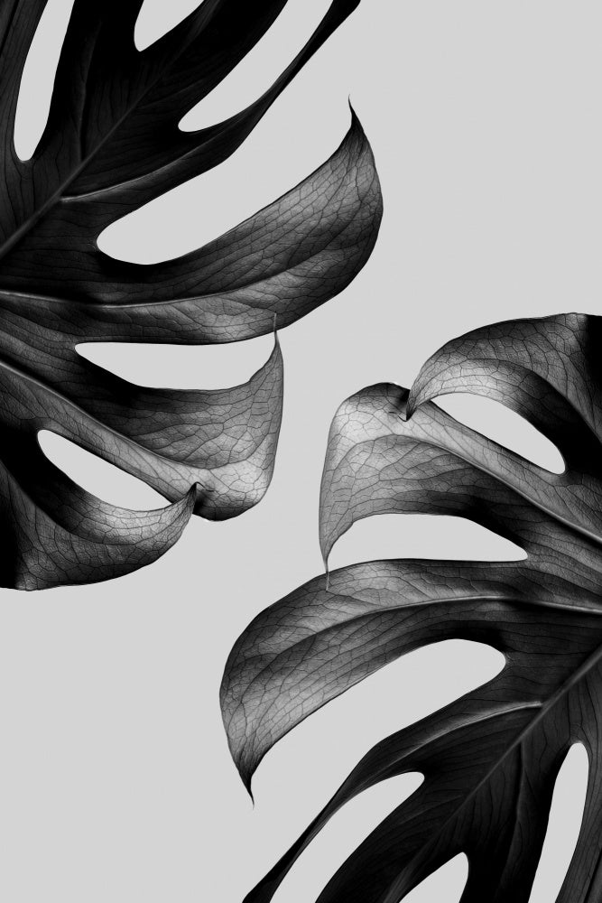 Elegant Monstera Duo | Canvas