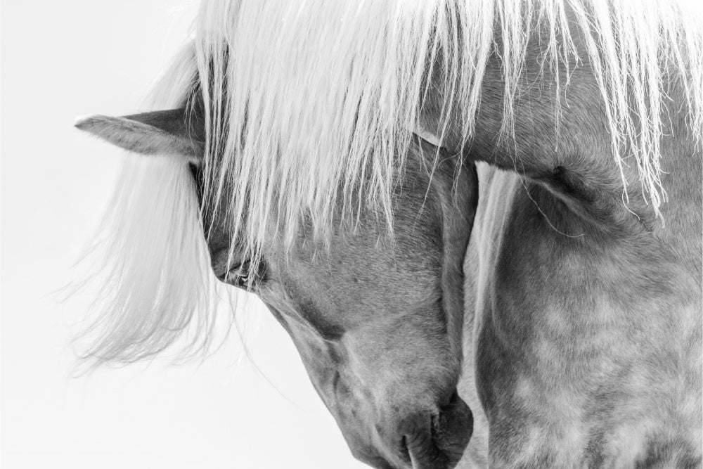 Serene Horse Portrait | Poster