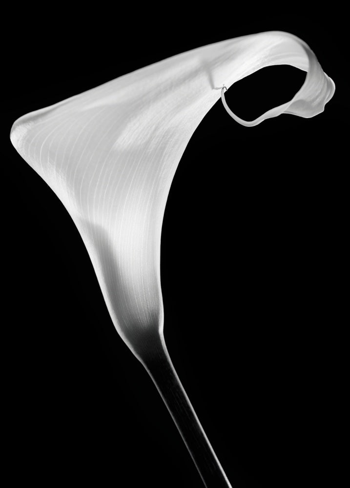 Elegant Calla Lily | Poster