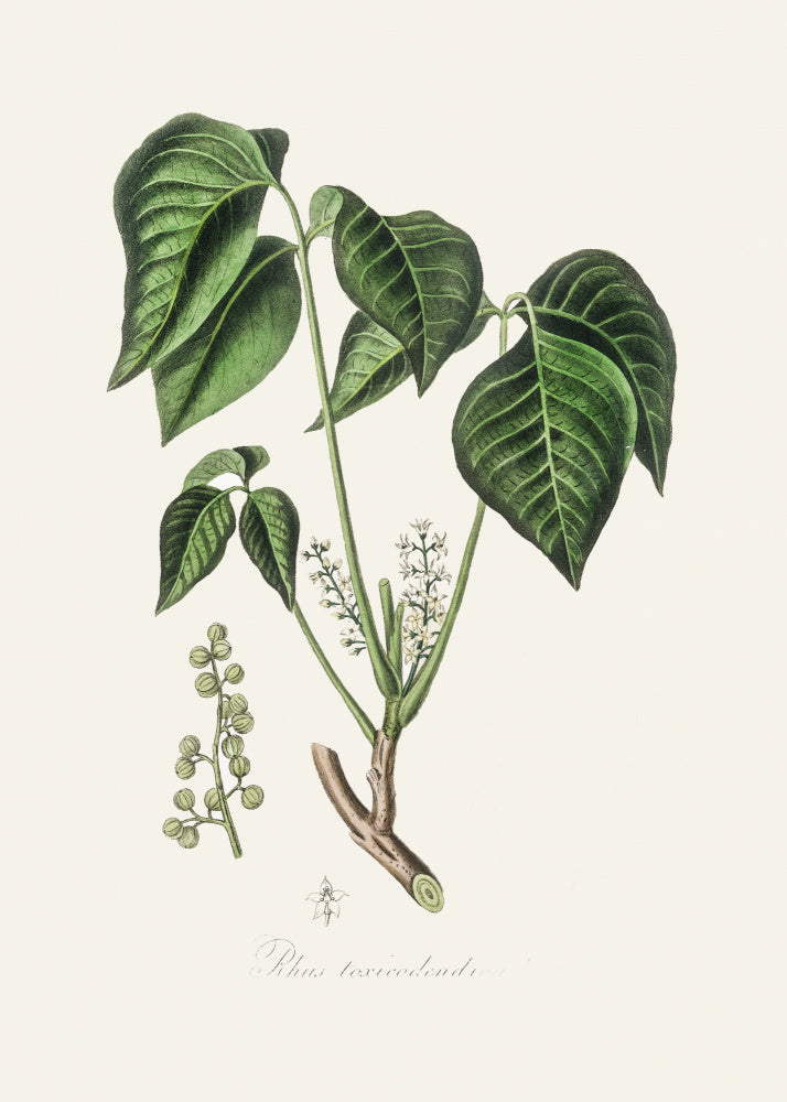 Poison Ivy (rhus Toxicodendron) Medical Botany | Poster