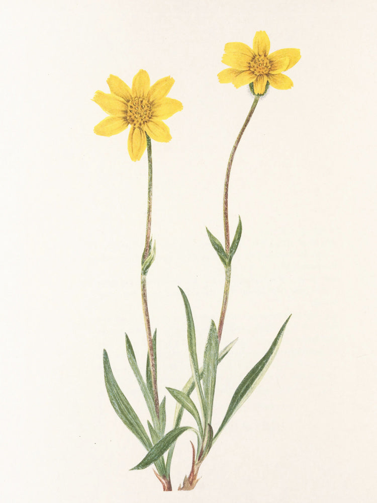 Woolly Arnica From North American Wildflowers (1925) By Mary Vaux Walcott | Poster