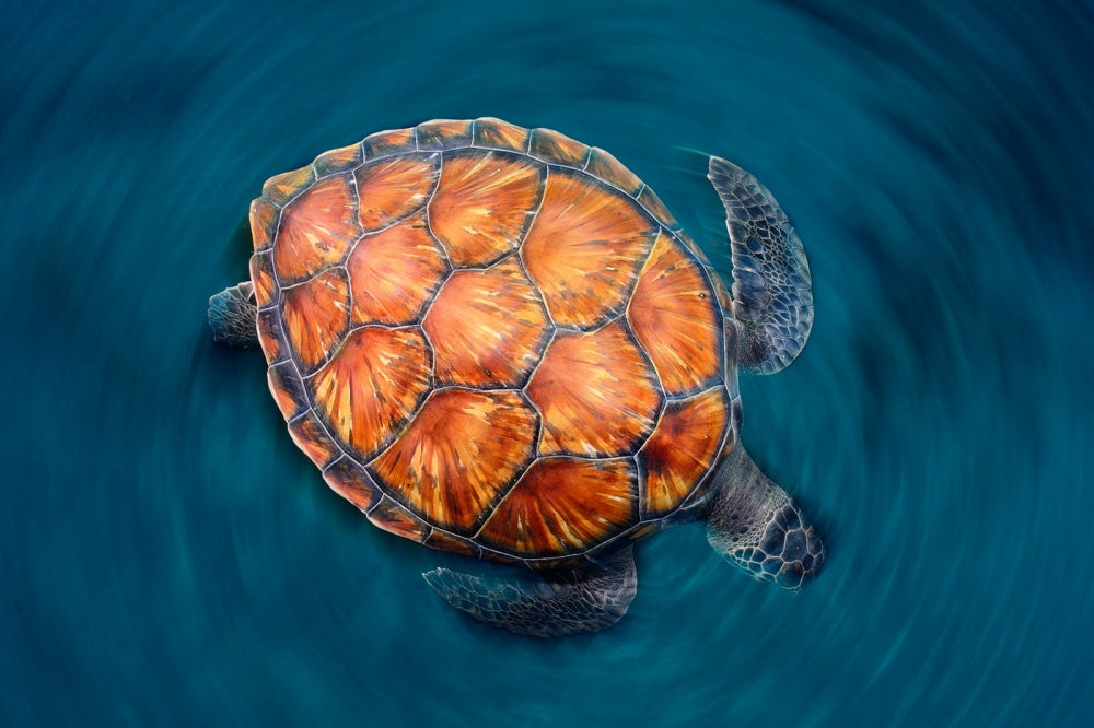 spin turtle | Canvas