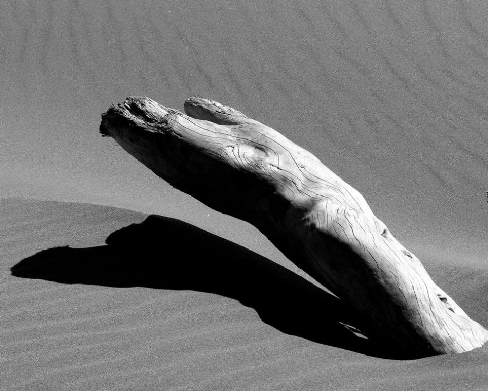 Desert Driftwood Shadow | Canvas