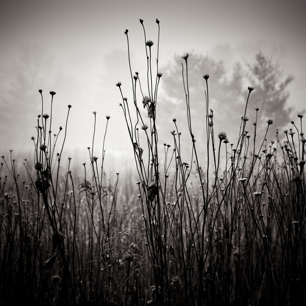 Misty Field Stems | Canvas