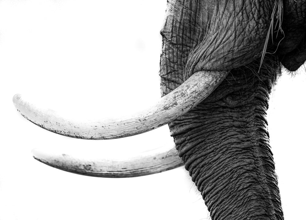 Wild Elephant Close Up | Canvas