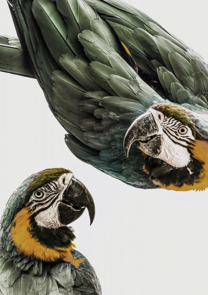 Vibrant Parrot Duo | Poster
