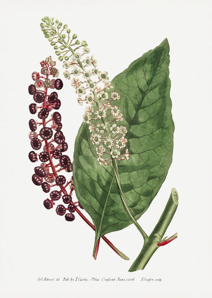 Phytolacca Decandra 1806 Flower Garden Displayed By Francis Sansom | Canvas