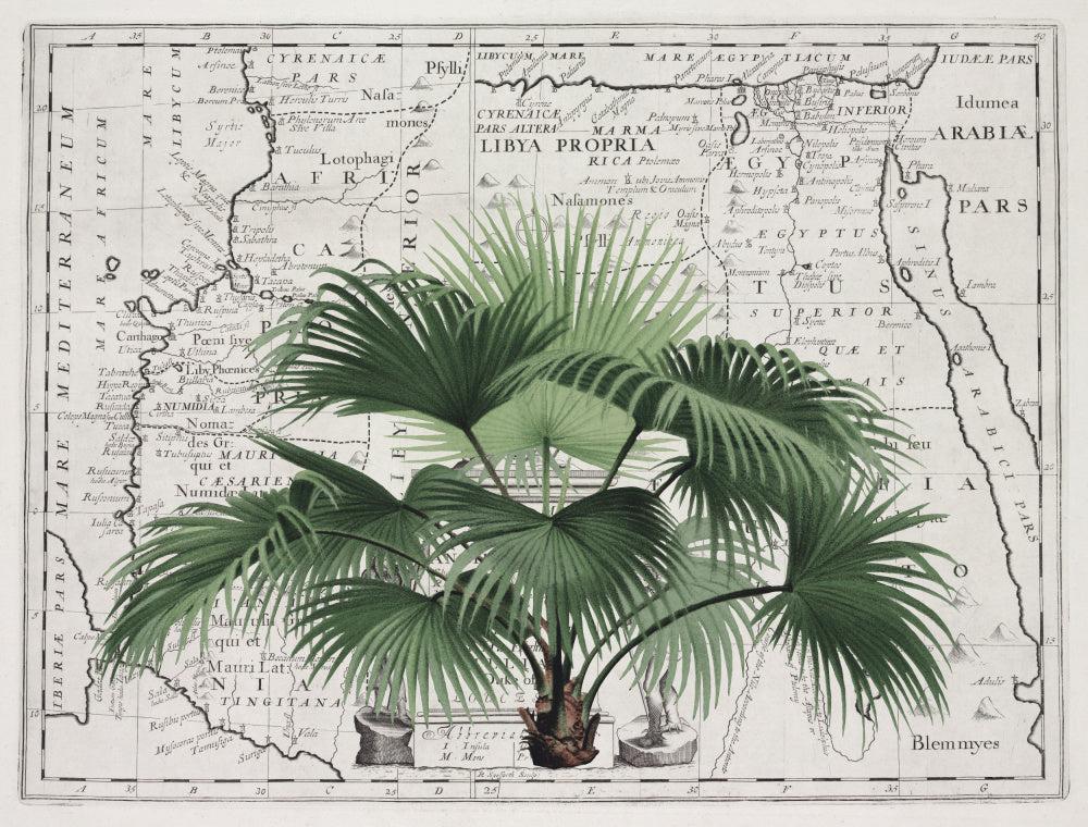 Vintage Palm on Africa Map | Canvas