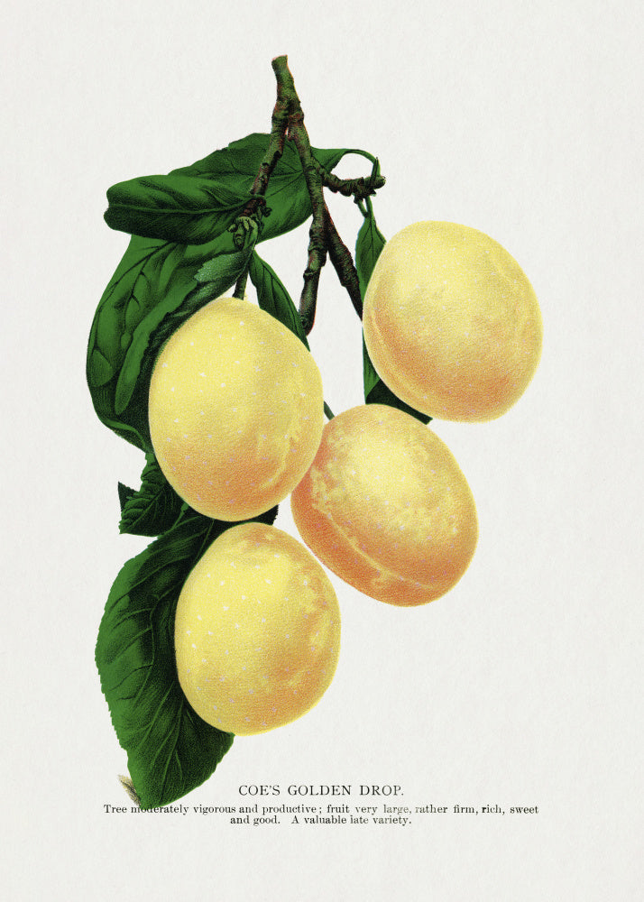 Coe's Golden Drop Plum Lithograph | Poster