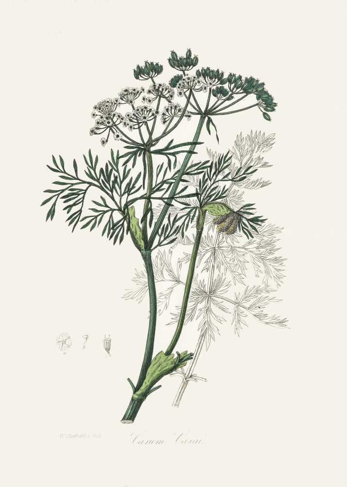 Caraway (carum Carui) Medical Botany | Poster