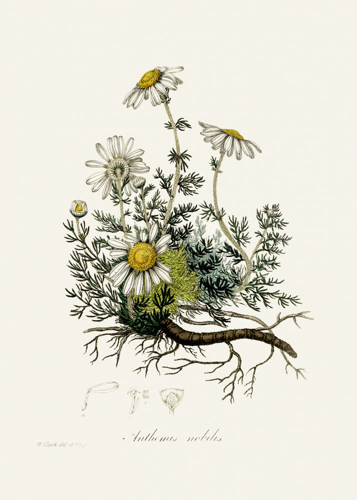 Chamomile (anthemis Nobilis) Medical Botany | Canvas