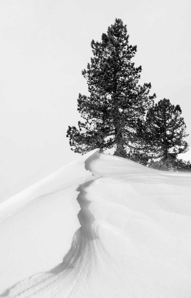 Winter Ridge Pines | Canvas