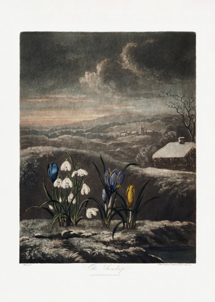 The Snowdrops from The Temple of Flora (1807) | Canvas