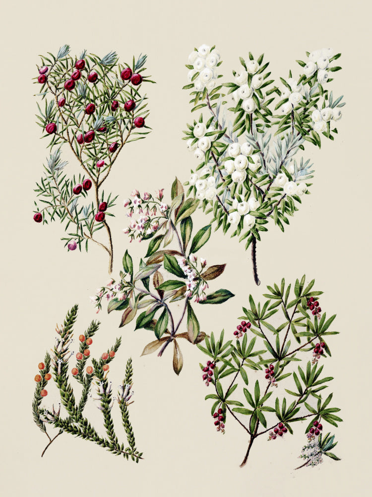 Antique Flowers Drawn By Sarah Featon (1848–1927) | Poster