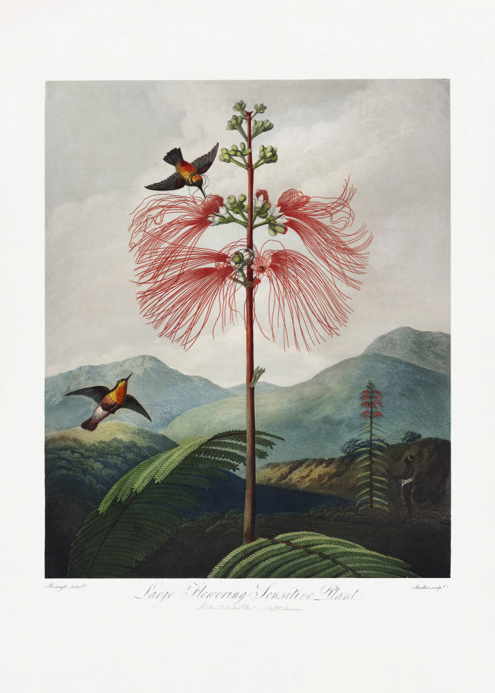 Large–Flowering Sensitive Plant from The Temple of Flora (1807) | Canvas
