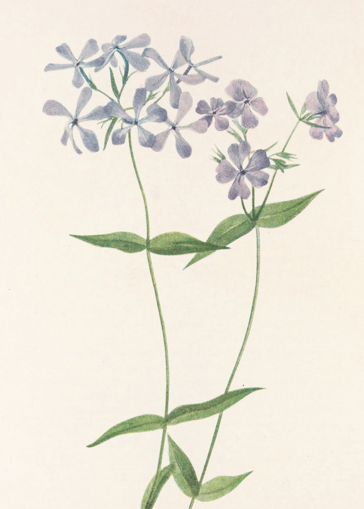 Blue Phlox From North American Wildflowers (1925) By Mary Vaux Walcott. | Canvas