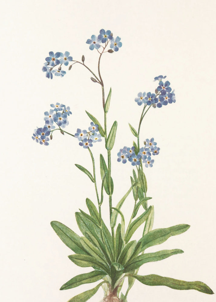 Alpine Forget Me Not From North American Wildflowers (1925) By Mary Vaux Walcott | Poster