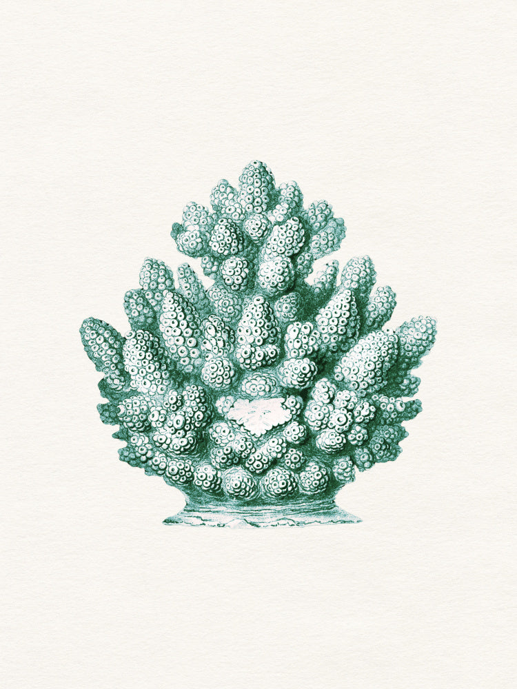 Teal Ocean Coral | Canvas
