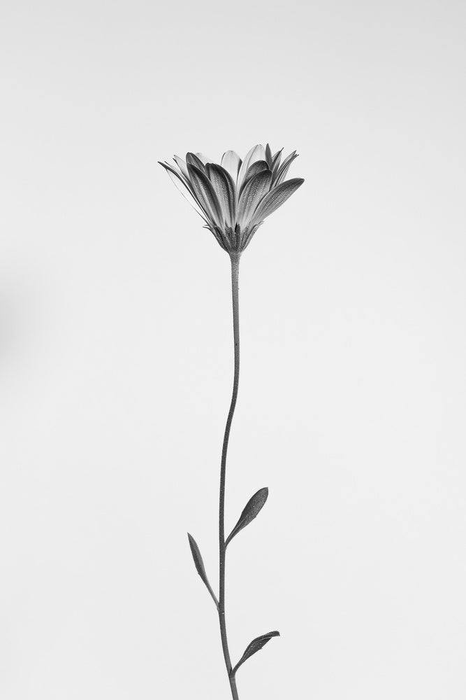 Elegant Floral Silhouette | Canvas