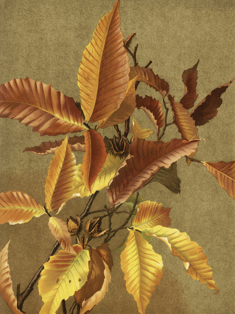 Autumn Leaves No. 3 Beech By Ellen Thayer Fisher | Canvas