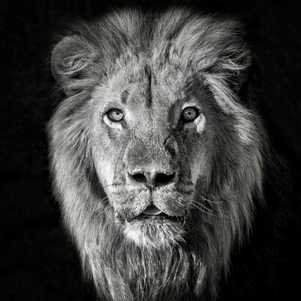 Regal Lion Portrait | Poster
