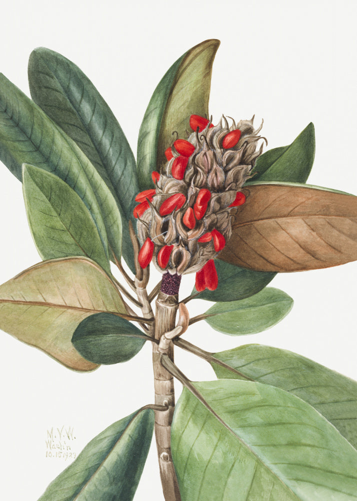 Southern Magnolia (1923) | Canvas