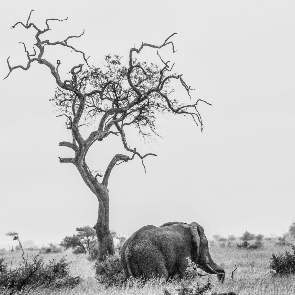 African Elephant Lone Tree | Canvas
