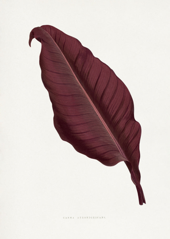 Pink Canna Atronigricans Leaf Illustration | Canvas
