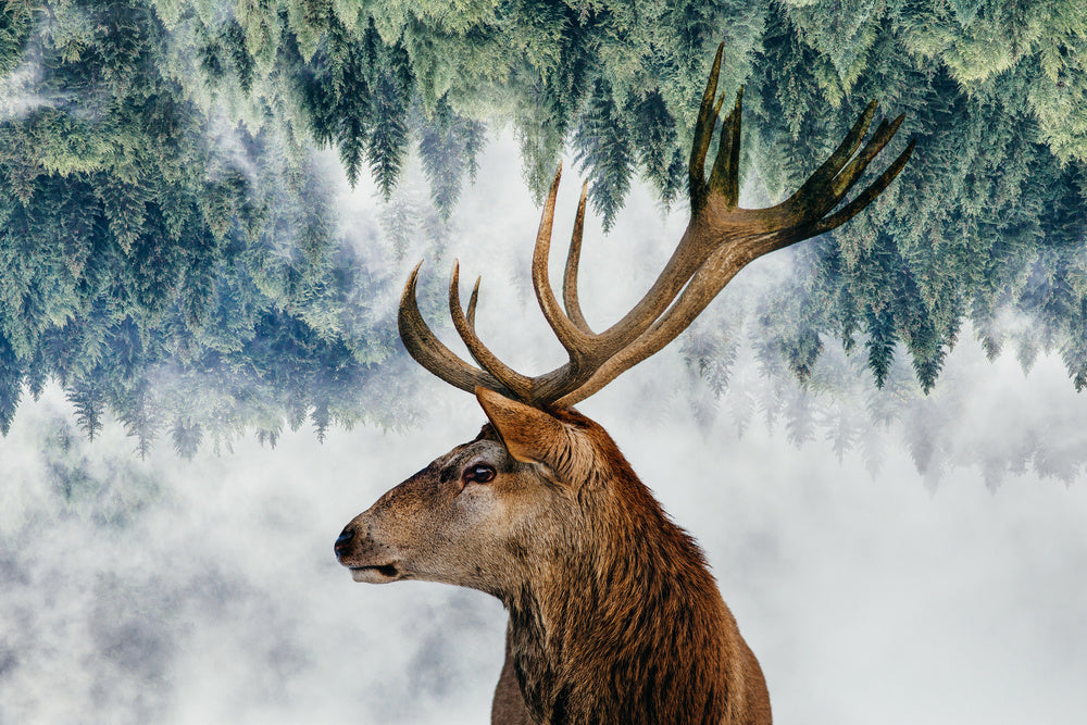 The Deer and the woods | Canvas