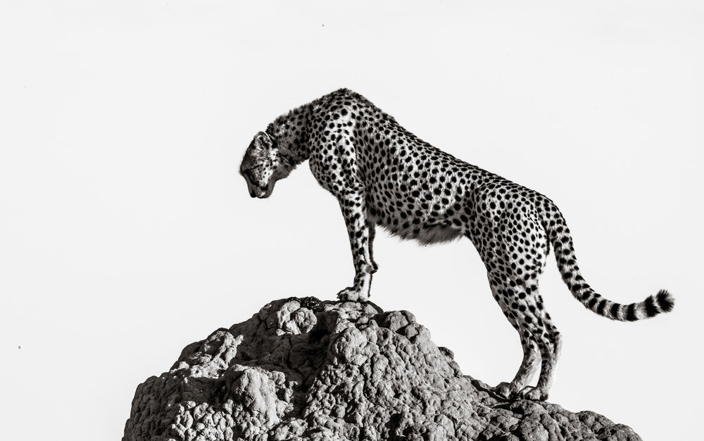 Cheetah On The Rocks | Canvas