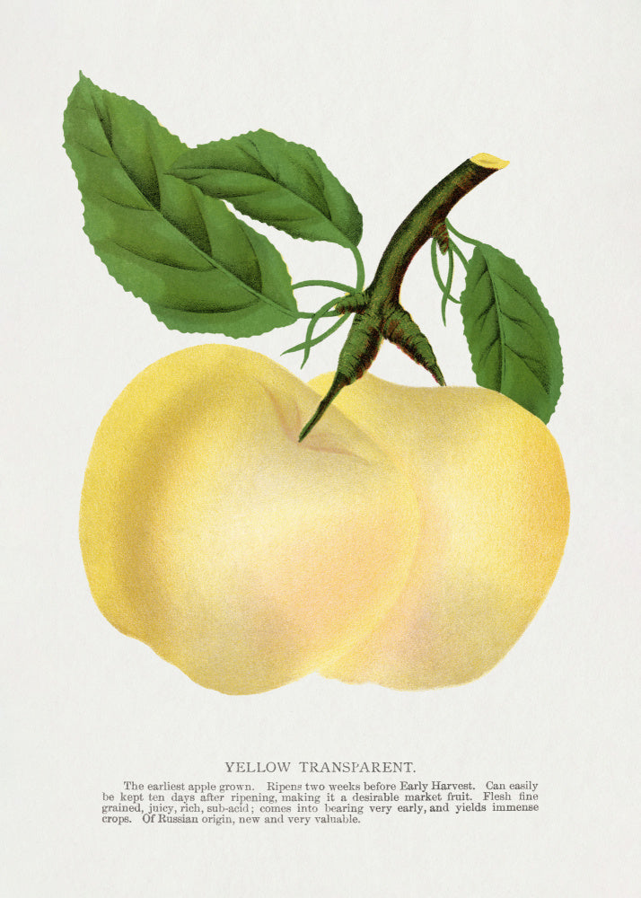 Yellow Transparent Apple Lithograph | Canvas