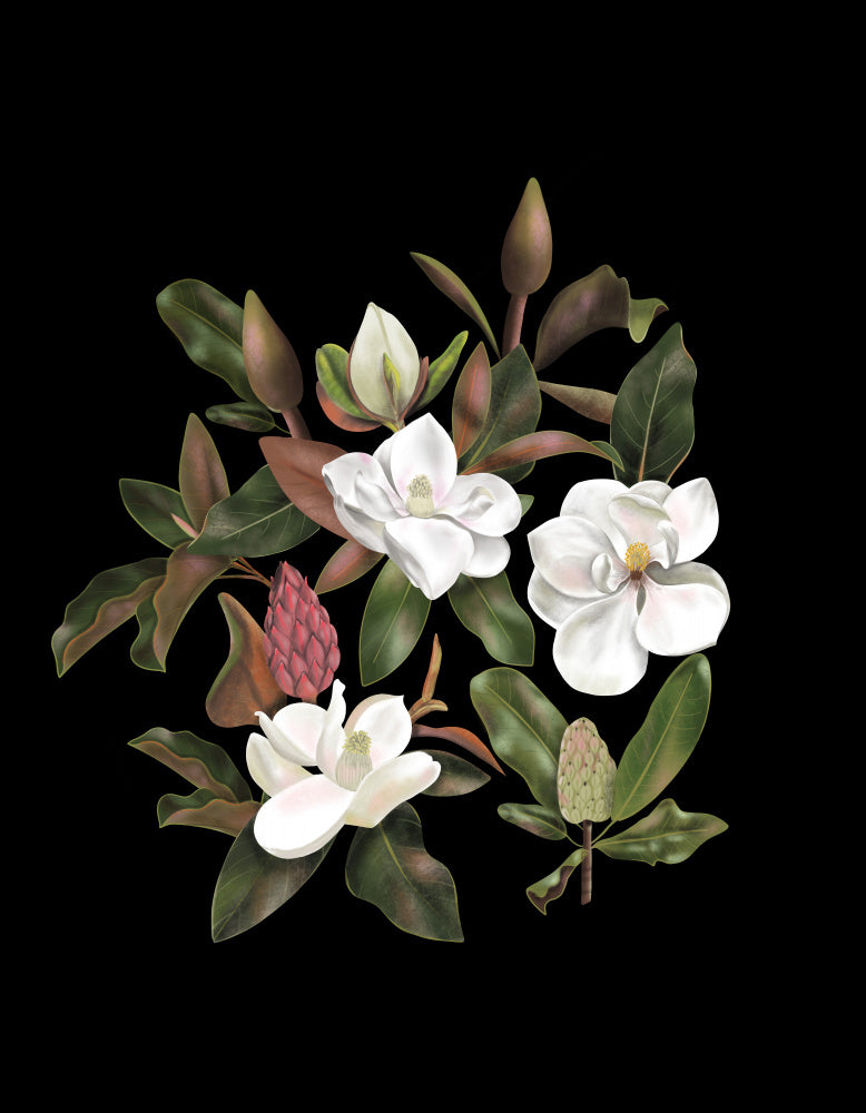 Magnolias Black | Canvas