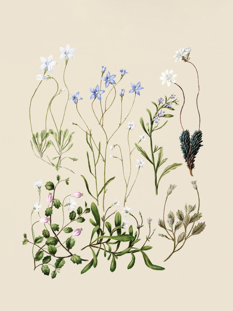 Wahlenbergias Drawn | Poster
