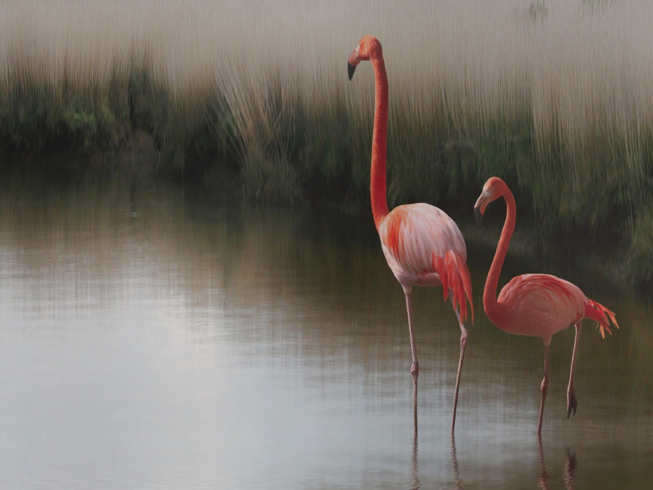 Flamingos In Calm Water | Canvas