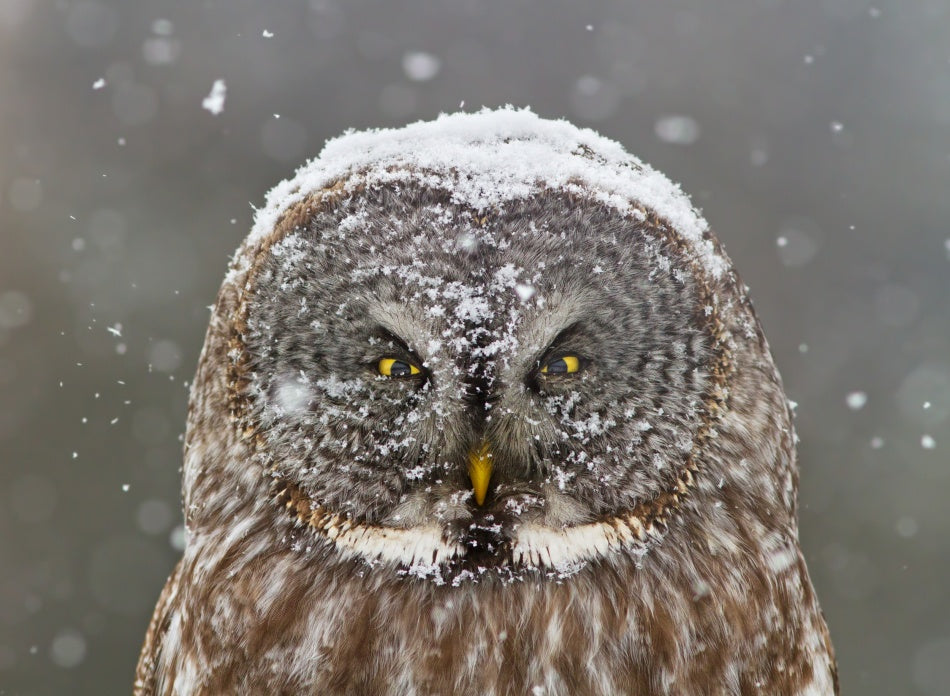 Great Grey Owl Winter | Poster