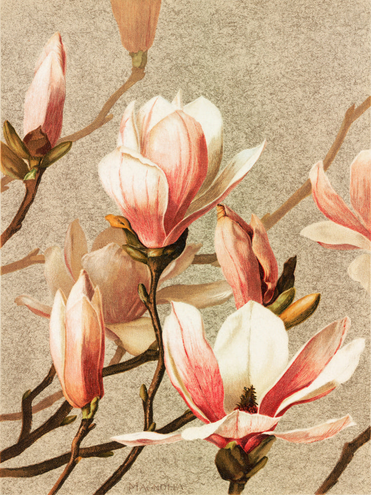 Magnolia | Canvas