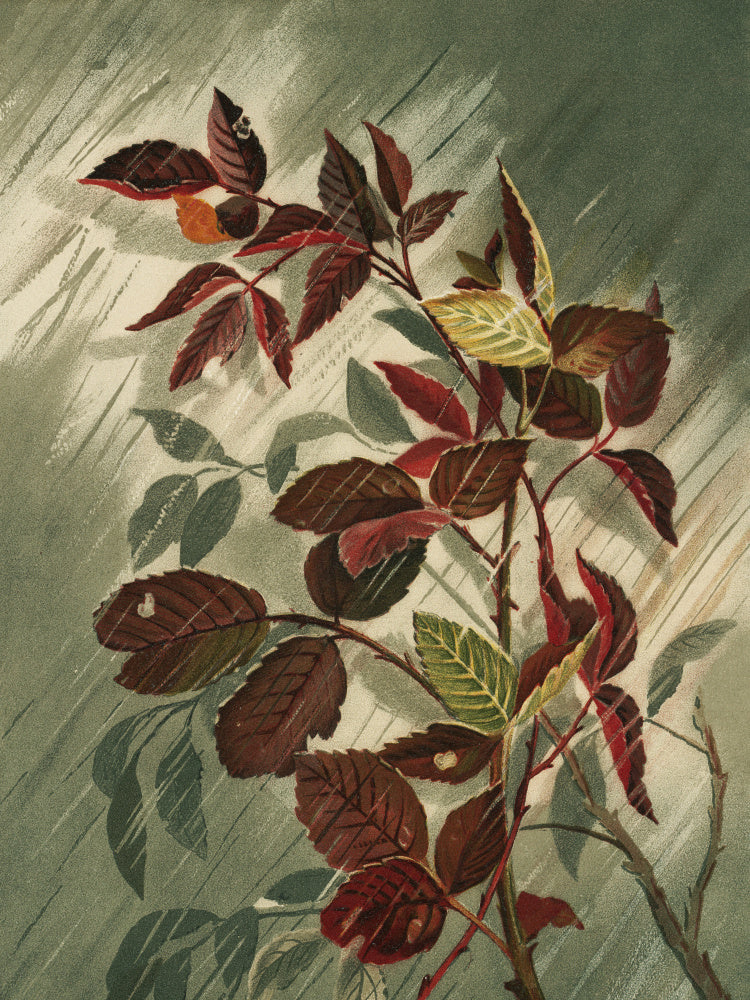 Autumn Leaves In the Rain | Poster