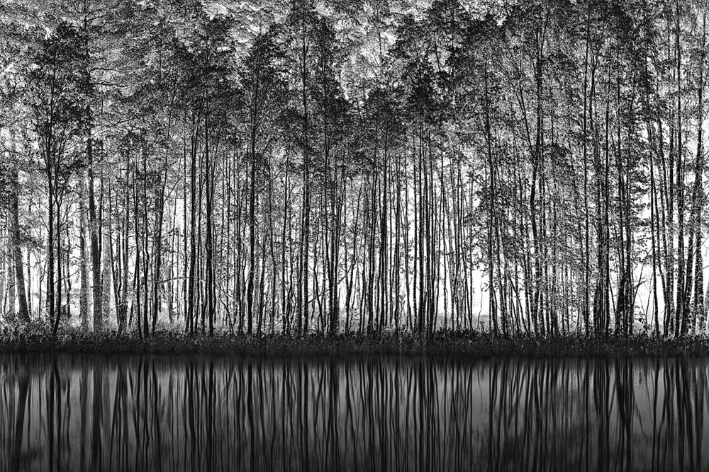 Black White Forest Reflections | Poster