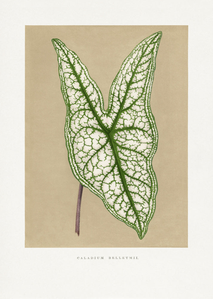 Green Caladium Belleymii Leaf Illustration | Canvas