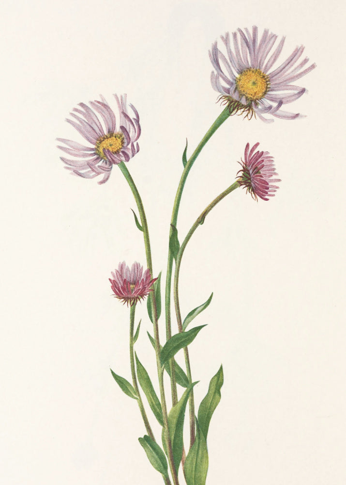 Alaska Fleabane From North American Wildflowers (1925) By Mary Vaux Walcott. | Poster