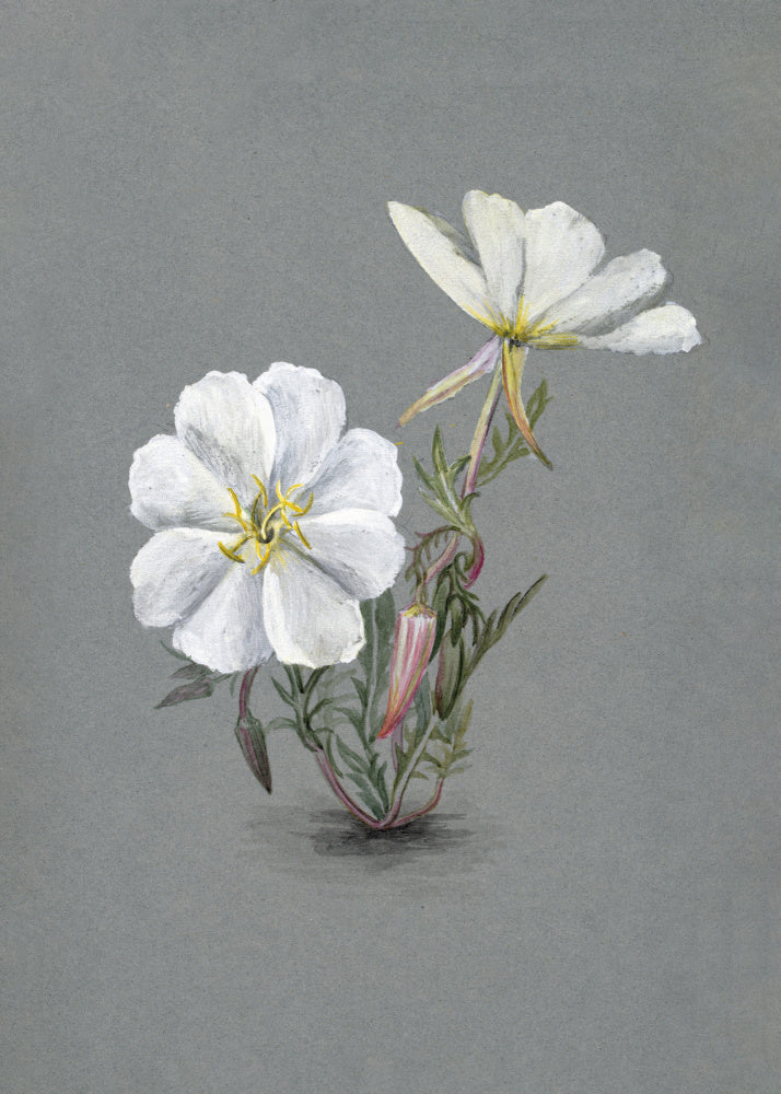 Giant Helleborine (1880) | Poster