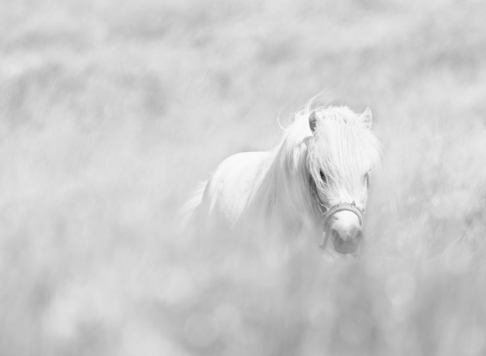 Dreamy White Pony | Poster